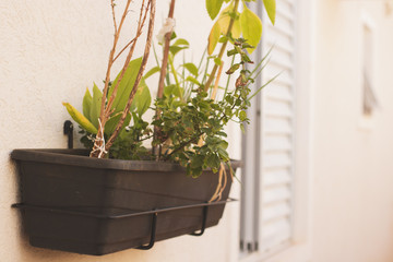 Home made vertical garden (Chives, Mint, Bilberry, Basil)