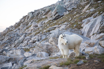 In the West Kootenays a rocky mountain goat (Oreamnos americanus) walking alone in British...