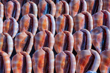 Souvenirs big sea shells for sell on the beach market on the island of Zanzibar, Tanzania, Africa. Close up