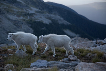 Two rocky mountain goat (Oreamnos americanus) in British Columbia, Canada.