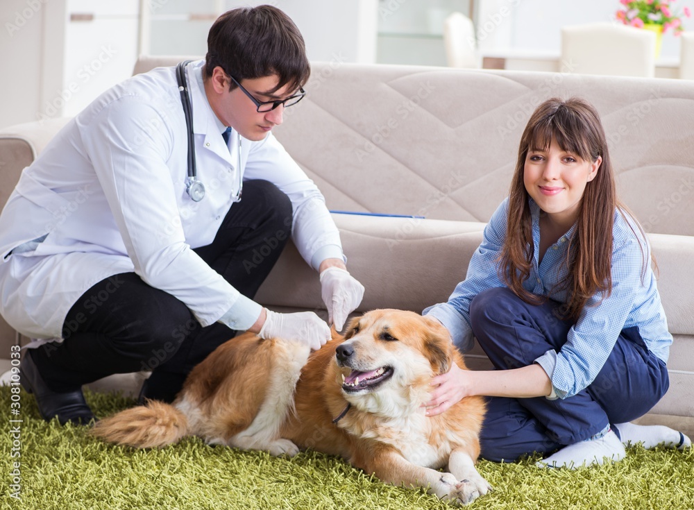 Wall mural vet doctor visiting golden retriever dog at home