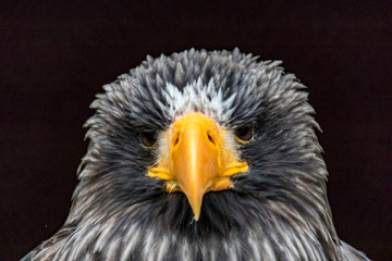 Adler