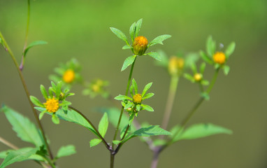 Flowering grass bur beggar-ticks (Bidens tripartita)