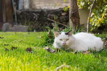 white cat in the grass