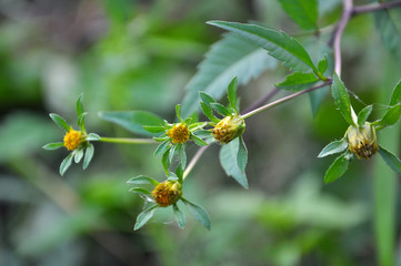 Flowering grass bur beggar-ticks (Bidens tripartita)