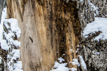 Fototapeta na wymiar A Tree bark under the snow. A winter day. Tree bark background.