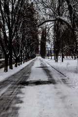 The Road in the snow. Trees in the winter day.  The asphalt in the snow.