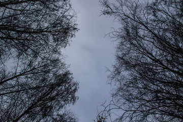 The tree branches against a sky. Looking up at the pattern of bare branches.