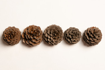 Pine cones in line order on white background 