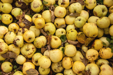 Pile of yellow overripe apples background