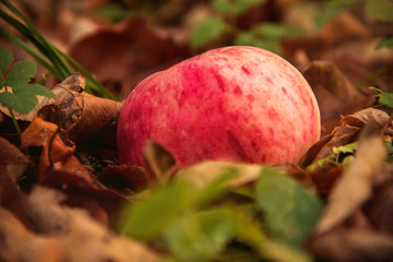 Apple on the ground behind the leaves in garden