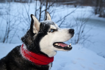 Dog breed Siberian Husky and red scarf in winter forest