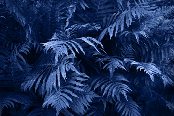 Fern leafs with raindrops, tropical background. Trendy color classic blue of the 2020. Nature background.