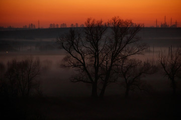 Fototapeta na wymiar Silhouette of big and small trees on misty sunset with rural background