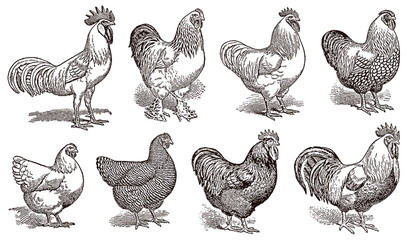 Group of different roosters and hens, after antique illustrations from early 20c. - obrazy, fototapety, plakaty