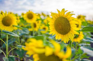 Fototapeta premium sunflowers grow outdoors in summer