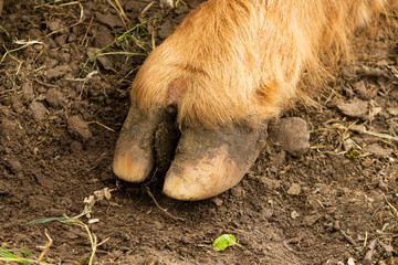 Hoof of a very large highland cow