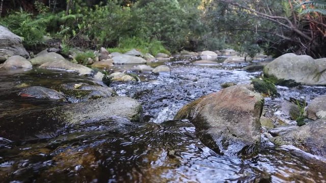 Water flowing through stoney creek in green forest of Knysna, fixed low angle medium shot, real time