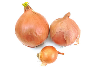 three onion bulbs of orange on a white background. two large and one small. isolate