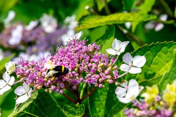 Bumblebee on the hydrangea's flower