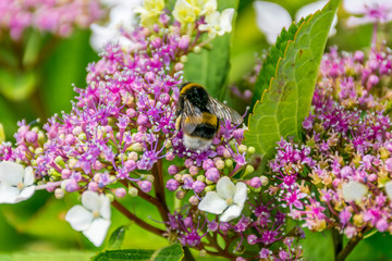 Bumblebee on the hydrangea's flower