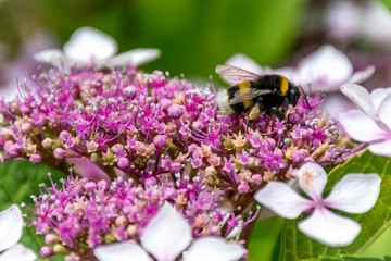 Bumblebee on the hydrangea's flower