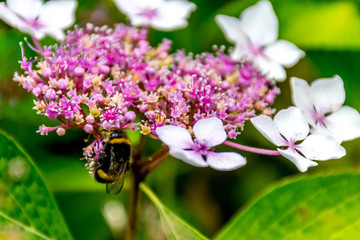 Bumblebee on the hydrangea's flower