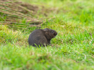 European or northern water vole (Arvicola amphibius)