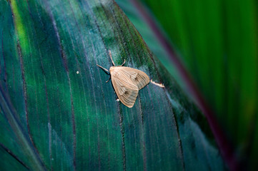 butterfly Dart Vader