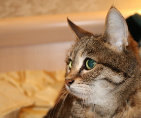 Profile of the muzzle surprised striped brown background beige cat bed.