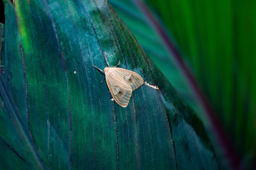 butterfly on leaf