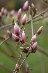 Magnolia soulangeana also called saucer magnolia flowering springtime tree with beautiful pink white flower on branches in bloom