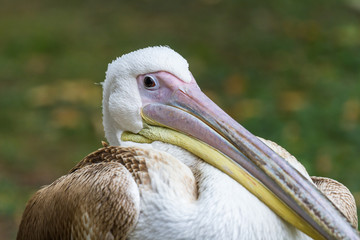 Pelican in London