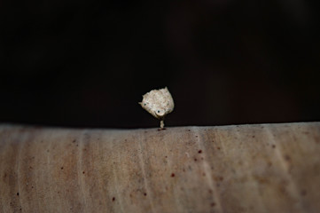 leaf on black background