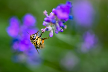 Bee (Apis) on lavender (Lavandula angustifolia) at a wild herb meadow.