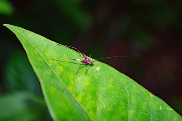 dragonfly on a leaf