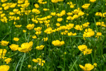 Yellow flowers in green grass