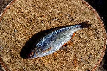 A little fish lies on a birch stump. Fishing. Fresh fish lies on a tree saw cut on a sunny day. Close-up.