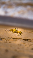 crab beach sand animal nature island floripa florianopolis 