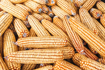 Fototapeta na wymiar Pile of corn cobs, close-up view