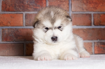 little puppy of breed Alaskan Malamute on the background of a brick wall