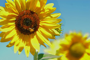 A bee buzzing on a bright yellow sunflower.