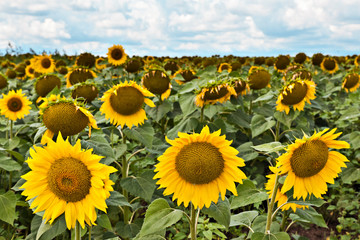 Fototapeta premium Field of blooming sunflowers against the blue sky