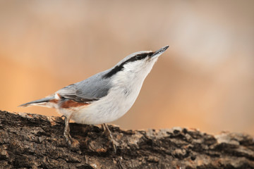 Nuthatch bird sits on an oak trunk on a bright sunny day