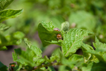 Young sprouts of a potato plant with a pest by a Colorado potato beetle in a field. Selective focus.
