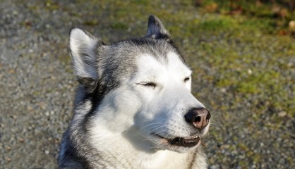 Siberian Husky