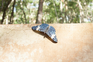 Blue colored butterfly on a piece of wood.