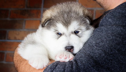Fototapeta premium little puppy of breed Alaskan Malamute on the background of a brick wall