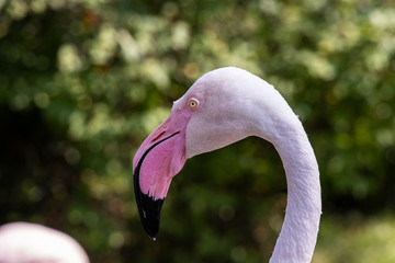 Kopf eines Flamingos