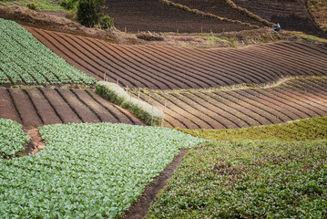 Agricultura colombiana en el municipio de Marinilla Antioquia; zanahoria, repollo, tomate y diversas verduras que se producen en las montañas antioqueñas 